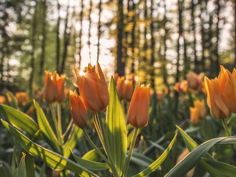 Understanding Auction Strategies in Australia's Property Market